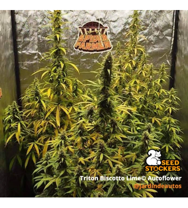🪴 Triton Biscotto Lime© | Autoflower Cannabis Seeds | Shop at Seedstockers UK 🐿️