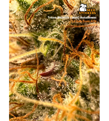 🪴 Triton Biscotto Lime© | Autoflower Cannabis Seeds | Shop at Seedstockers UK 🐿️