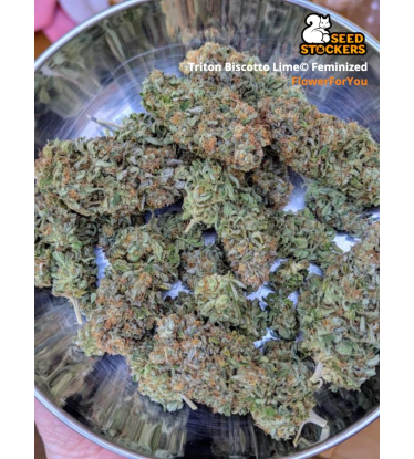 🪴 Triton Biscotto Lime© | Feminized Cannabis Seeds | Shop at Seedstockers UK 🐿️