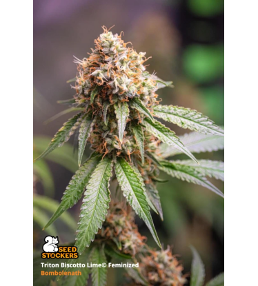 🪴 Triton Biscotto Lime© | Feminized Cannabis Seeds | Shop at Seedstockers UK 🐿️