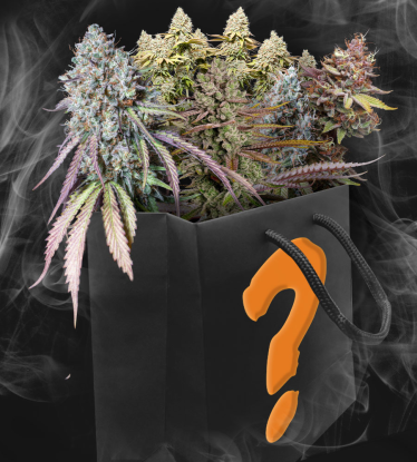 Mystery Cannabis Seeds Gift Pack | Feminized & Autoflower Seeds
