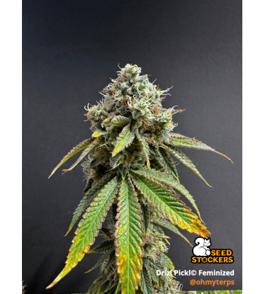 🪴 Drizl Pickl© | Feminized Cannabis Seeds | Seedstockers UK 🐿️