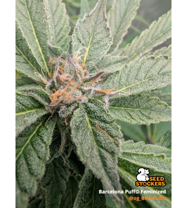 🪴 Barcelona Puff© | Feminized Cannabis Seeds | Seedstockers UK 🐿️