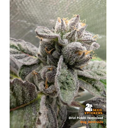 🪴 Drizl Pickl© | Feminized Cannabis Seeds | Seedstockers UK 🐿️