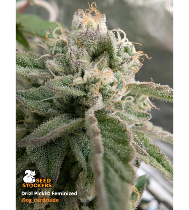 🪴 Drizl Pickl© | Feminized Cannabis Seeds | Seedstockers UK 🐿️