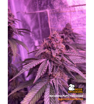 🪴 Barcelona Puff© | Feminized Cannabis Seeds | Seedstockers UK 🐿️