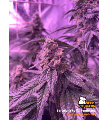 🪴 Barcelona Puff© | Feminized Cannabis Seeds | Seedstockers UK 🐿️