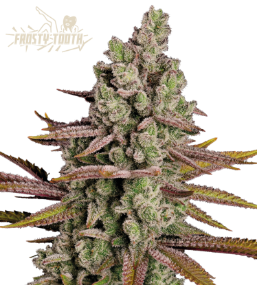 🪴 Frosty Tooth© | Feminized Cannabis Seeds | Shop at Seedstockers UK 🐿️