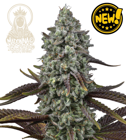 Madonna© Triploid Cannabis Seeds | Stable IBL Feminized Genetics