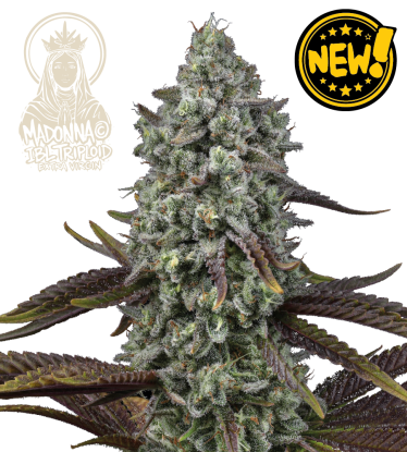 Madonna© Triploid Cannabis Seeds | Stable IBL Feminized Genetics