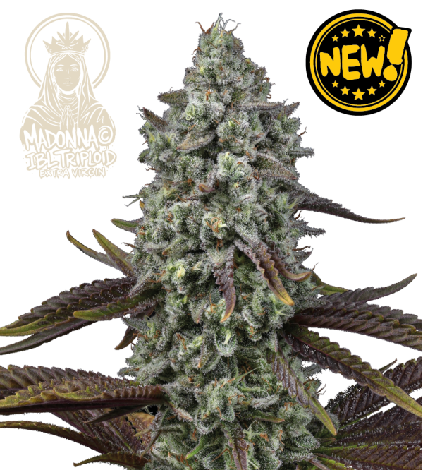 Madonna© Triploid Cannabis Seeds | Stable IBL Feminized Genetics