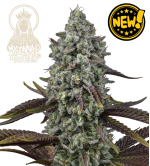 Madonna© Triploid Cannabis Seeds | Stable IBL Feminized Genetics
