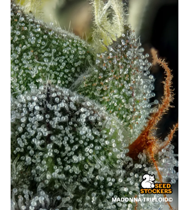 Madonna© Triploid Cannabis Seeds | Stable IBL Feminized Genetics
