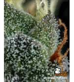 Madonna© Triploid Cannabis Seeds | Stable IBL Feminized Genetics