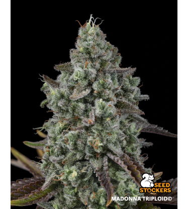 Madonna© Triploid Cannabis Seeds | Stable IBL Feminized Genetics