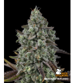 Madonna© Triploid Cannabis Seeds | Stable IBL Feminized Genetics