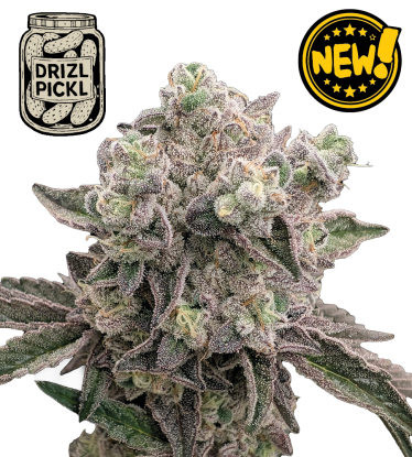 🪴 Drizl Pickl© | Feminized Cannabis Seeds | Seedstockers UK 🐿️