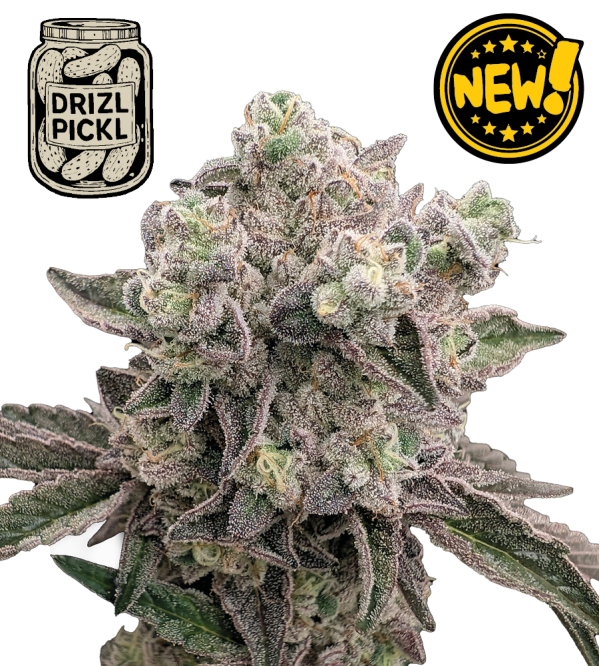 🪴 Drizl Pickl© | Feminized Cannabis Seeds | Seedstockers UK 🐿️