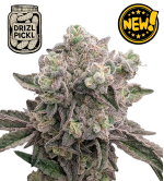 🪴 Drizl Pickl© | Feminized Cannabis Seeds | Seedstockers UK 🐿️