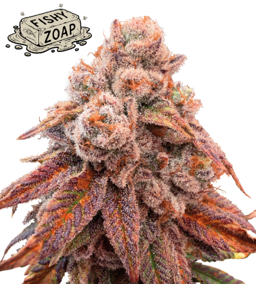 🪴 Fishy Zoap© | Feminized Cannabis Seeds | Seedstockers UK 🐿️