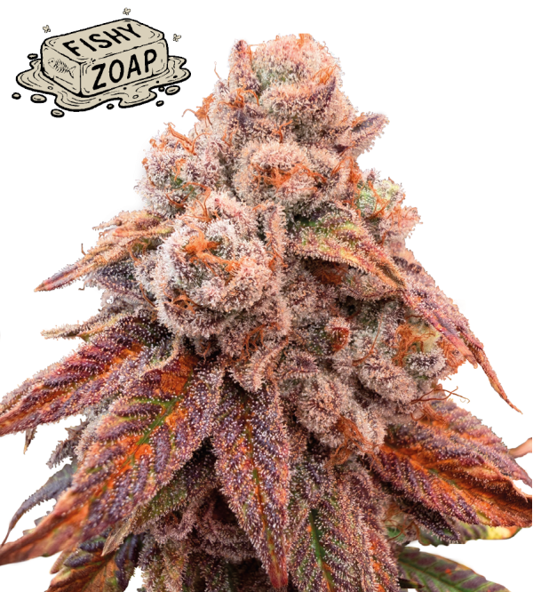 🪴 Fishy Zoap© | Feminized Cannabis Seeds | Seedstockers UK 🐿️