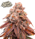 🪴 Fishy Zoap© | Feminized Cannabis Seeds | Seedstockers UK 🐿️