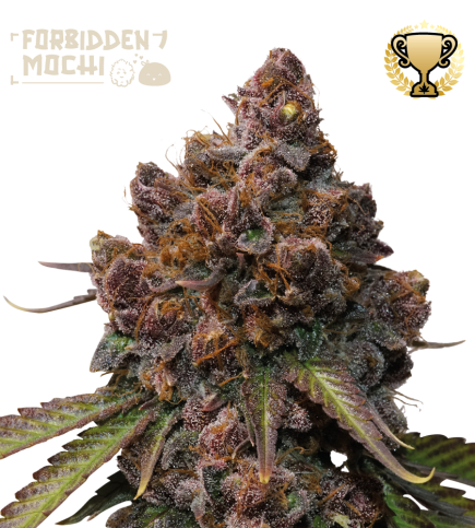 🪴 Forbidden Mochi© | Feminized Cannabis Seeds | Shop at Seedstockers UK 🐿️
