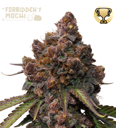 🪴 Forbidden Mochi© | Feminized Cannabis Seeds | Shop at Seedstockers UK 🐿️