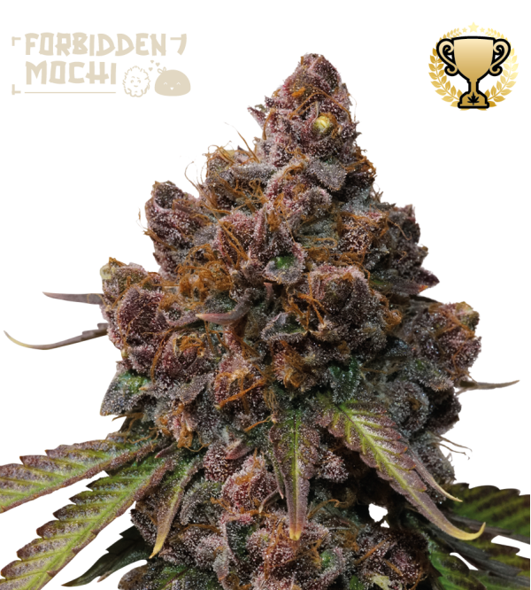 🪴 Forbidden Mochi© | Feminized Cannabis Seeds | Shop at Seedstockers UK 🐿️