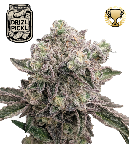 🪴 Drizl Pickl© | Feminized Cannabis Seeds | Seedstockers UK 🐿️