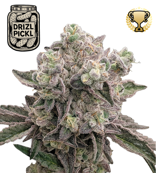 🪴 Drizl Pickl© | Feminized Cannabis Seeds | Seedstockers UK 🐿️