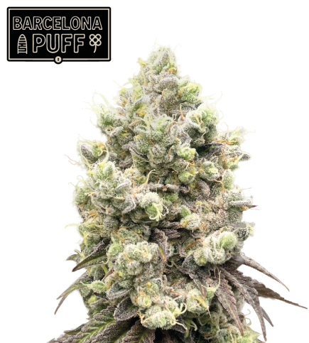 🪴 Barcelona Puff© | Feminized Cannabis Seeds | Seedstockers UK 🐿️