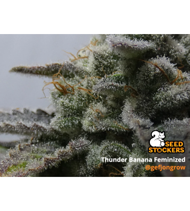 🪴 Thunder Banana© | Feminized Cannabis Seeds | Shop at Seedstockers UK 🐿️