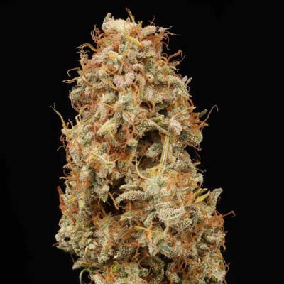 ak420-img-buds