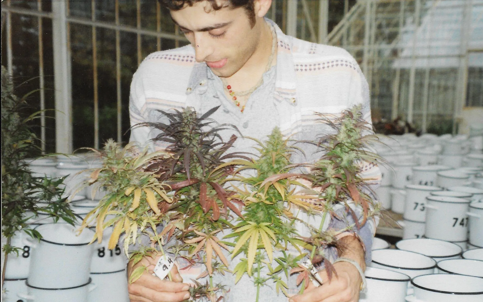 Sasha The Joint Doctor holding several first-generation autoflowering cannabis plants, lowryder-style