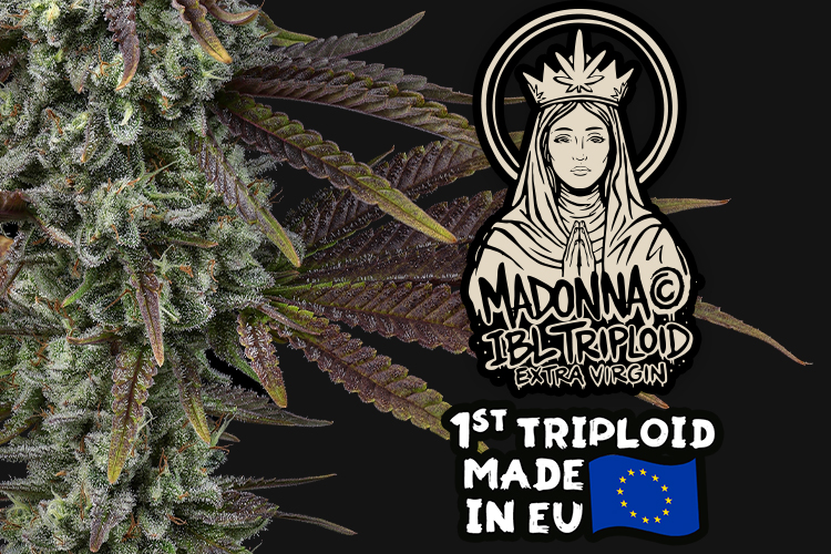 Madonna tripoid seeds