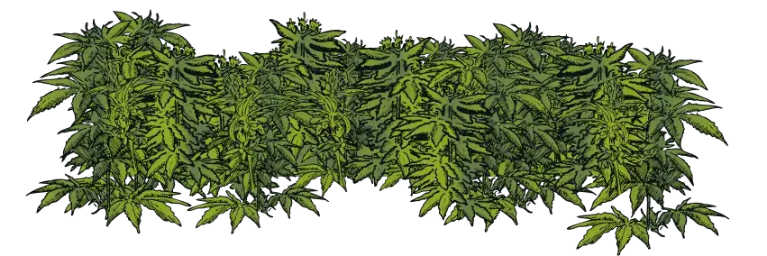 seedstockers